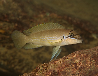Chalinochromis brichardi 'Cape Nangu'
